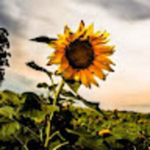 Meet your Posher, Lashay